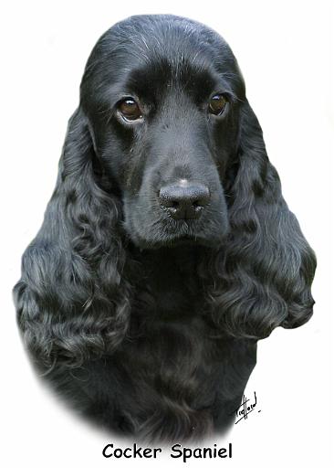 Cocker Spaniel 9T004D-537_2.jpg
